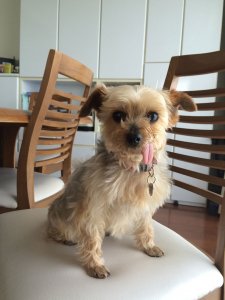 【ワンだろう!事典】無麻酔歯石取り~犬の歯のお手入れしてますか? | Fanimal(ファニマル)