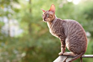 【飼い主は見た!犬猫生態図鑑】コーニッシュレックスの性格について知ろう | Fanimal(ファニマル) 犬猫生態図鑑 コーニッシュレックス1 | Fanimal(ファニマル)