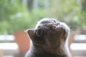 【飼い主は見た!犬猫生態図鑑】エキゾチックショートヘアの性格について | Fanimal(ファニマル) 犬猫生態図鑑 エキゾチックショートヘア4 | Fanimal(ファニマル)