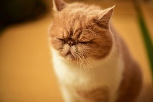 【飼い主は見た!犬猫生態図鑑】エキゾチックショートヘアの性格について | Fanimal(ファニマル) 犬猫生態図鑑 エキゾチックショートヘア1 | Fanimal(ファニマル)