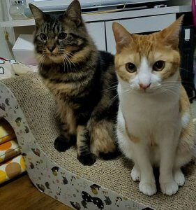 【ニャンだこれ?事典】猫の集会 | Fanimal(ファニマル) むぎトムが爪とぎの上に立っている | Fanimal(ファニマル)