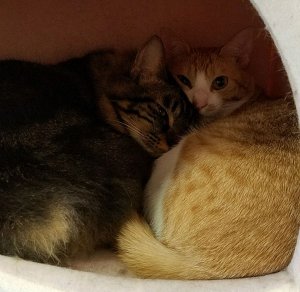 【ニャンだこれ?事典】猫の集会 | Fanimal(ファニマル) むぎトムが寄り添って寝ている | Fanimal(ファニマル)