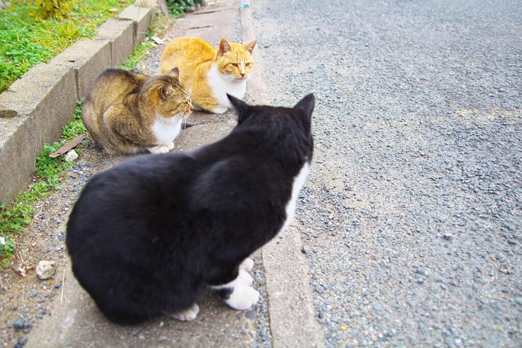 猫の集会はなぜ開かれるのか？その目的・参加資格とは？ ファニマル Fanimal