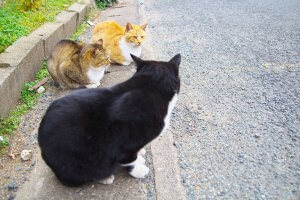 【ニャンだこれ?事典】猫の集会 | Fanimal(ファニマル) 集会 | Fanimal(ファニマル)