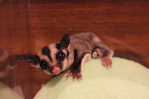 【飼い主は見た!犬猫生態図鑑 特別編】フクロモモンガの性格について知ろう | Fanimal(ファニマル) フクロモモンガ2 | Fanimal(ファニマル)