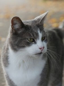 猫にだってある、お肌の悩み!猫ニキビってなあに?-ニャンだこれ?事典 | Fanimal(ファニマル) 猫ニキビ | Fanimal(ファニマル)