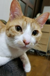 猫の寿命-ニャンだこれ?事典 | Fanimal(ファニマル) むぎのアップ | Fanimal(ファニマル)
