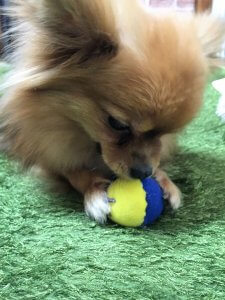 ポメラニアンの性格について知ろうー飼い主は見た!犬猫生態図鑑 | Fanimal(ファニマル) ポメラニアン5 | Fanimal(ファニマル)