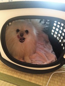 ポメラニアンの性格について知ろうー飼い主は見た!犬猫生態図鑑 | Fanimal(ファニマル) ポメラニアン4 | Fanimal(ファニマル)