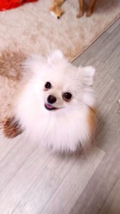 ポメラニアンの性格について知ろうー飼い主は見た!犬猫生態図鑑 | Fanimal(ファニマル) ポメラニアン2 | Fanimal(ファニマル)