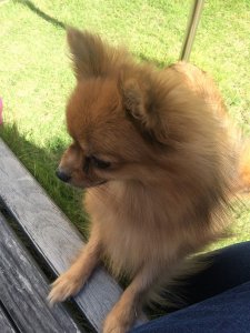 ポメラニアンの性格について知ろうー飼い主は見た!犬猫生態図鑑 | Fanimal(ファニマル) ポメラニアン3 | Fanimal(ファニマル)