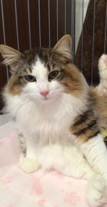 ノルウェージャンフォレストキャット の性格について知ろうー飼い主は見た!犬猫生態図鑑 | Fanimal(ファニマル) ノルウェージャンフォレストキャット2 | Fanimal(ファニマル)