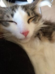ノルウェージャンフォレストキャット の性格について知ろうー飼い主は見た!犬猫生態図鑑 | Fanimal(ファニマル) ノルウェージャンフォレストキャット3 | Fanimal(ファニマル)