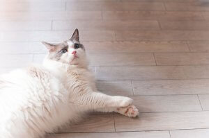 ラグドールの性格について知ろうー飼い主は見た!犬猫生態図鑑 | Fanimal(ファニマル) ラグドール2 | Fanimal(ファニマル)