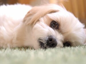 犬のヘルニアとはどんな病気なのか?その上手なつき合い方-ワンだろう?事典 | Fanimal(ファニマル) 犬のヘルニア1 | Fanimal(ファニマル)