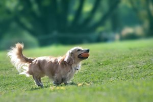 犬のヘルニアとはどんな病気なのか?その上手なつき合い方-ワンだろう?事典 | Fanimal(ファニマル) 犬のヘルニア2 | Fanimal(ファニマル)