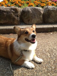 犬との会話?「コマンド」を使った愛犬とのコミュニケーション-ワンだろう?事典 | Fanimal(ファニマル) 犬のしつけ・コマンド1 | Fanimal(ファニマル)