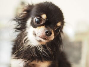 犬の足の異常から考えられる病気と対策-ワンだろう?事典 | Fanimal(ファニマル) 犬の足の異常から考えられる病気2 | Fanimal(ファニマル)