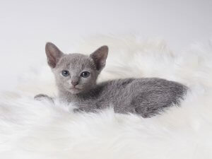 ロシアンブルーの性格 特徴 飼い方について知ろう 猫図鑑 ファニマル Fanimal