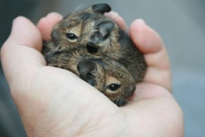 デグーの性格について知ろうー飼い主は見た!犬猫生態図鑑 特別篇 | Fanimal(ファニマル) デグー5 | Fanimal(ファニマル)