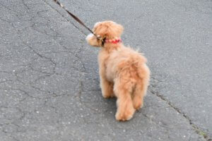 愛犬と四季を感じて楽しむお散歩の方法-ワンだろう?事典 | Fanimal(ファニマル) 愛犬と四季を感じて楽しむお散歩の方法1 | Fanimal(ファニマル)