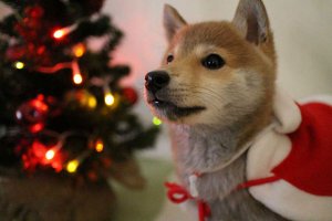 【柴犬だいふく】話題のふわもこ男子の暮らしとSNS活用術 | Fanimal(ファニマル) 【柴犬だいふく】1 | Fanimal(ファニマル)