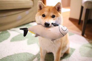 【柴犬だいふく】話題のふわもこ男子の暮らしとSNS活用術 | Fanimal(ファニマル) 【柴犬だいふく】3 | Fanimal(ファニマル)