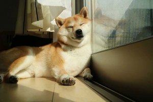 【柴犬だいふく】話題のふわもこ男子の暮らしとSNS活用術 | Fanimal(ファニマル) 【柴犬だいふく】4 | Fanimal(ファニマル)