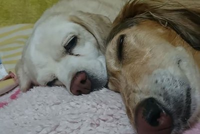 tag:乳腺腫瘍  Fanimal