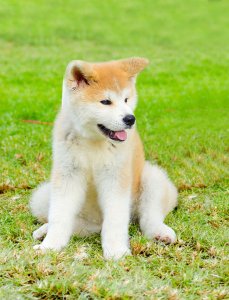 秋田犬の性格について知ろう 飼い主は見た 犬猫生態図鑑 ファニマル Fanimal
