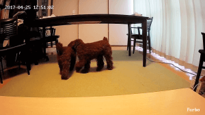 外出中も寂しくない!おやつが飛び出すドッグカメラ『Furbo』がすごすぎる!| Fanimal(ファニマル)