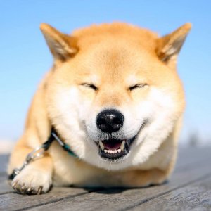 5月13日は愛犬の日!愛犬家が選ぶ憧れのSNS犬アカウント TOP3とは? | Fanimal(ファニマル) プレスリリース1 | Fanimal(ファニマル)