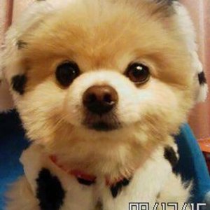 5月13日は愛犬の日!愛犬家が選ぶ憧れのSNS犬アカウント TOP3とは? | Fanimal(ファニマル) プレスリリース2 | Fanimal(ファニマル)