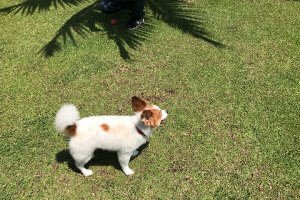 犬を飛行機に乗せるとき必要な手続きは わんこと一緒にお引越し ファニマル Fanimal