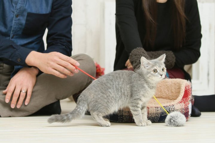 猫と遊ぶ