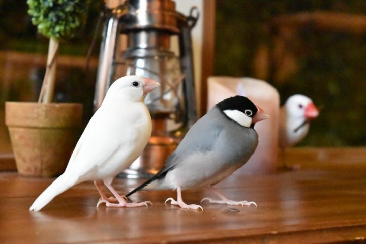 文鳥