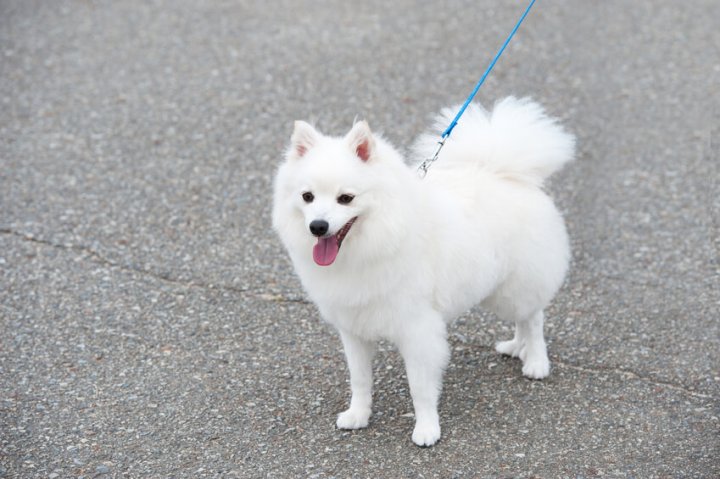 お散歩中の犬