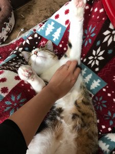 突然死を招く怖い病気・猫の肥大型心筋症 ニャンだこれ?事典