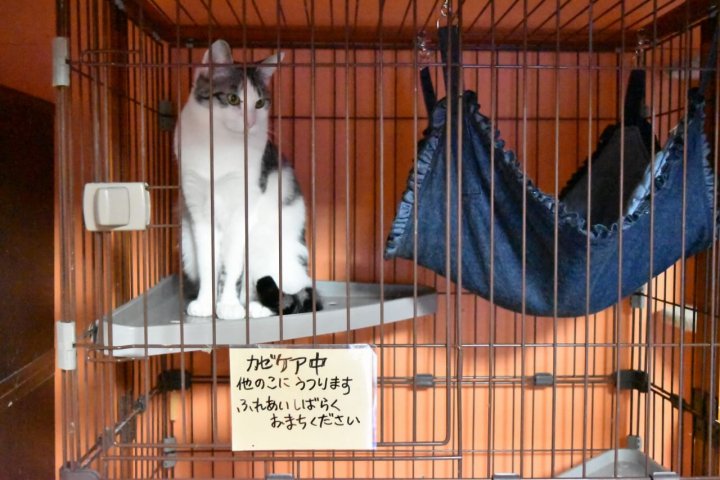 猫カフェ