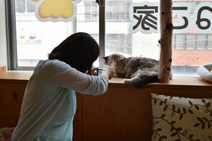 きたねこ家