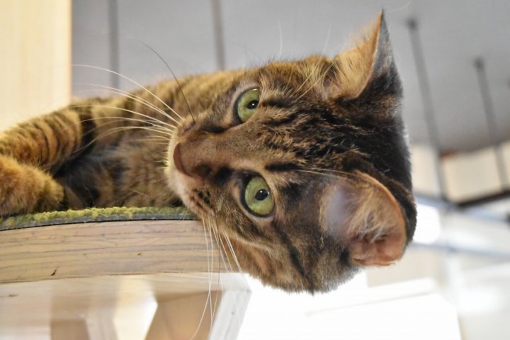 猫カフェ