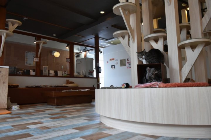 猫カフェ