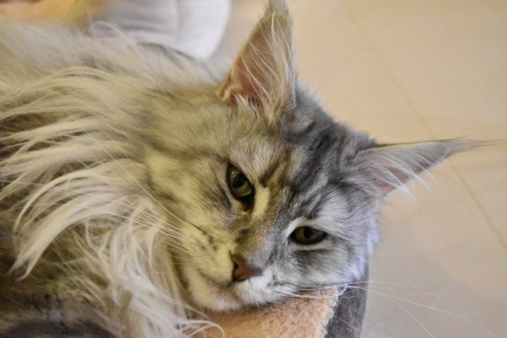 猫カフェ きたねこ家