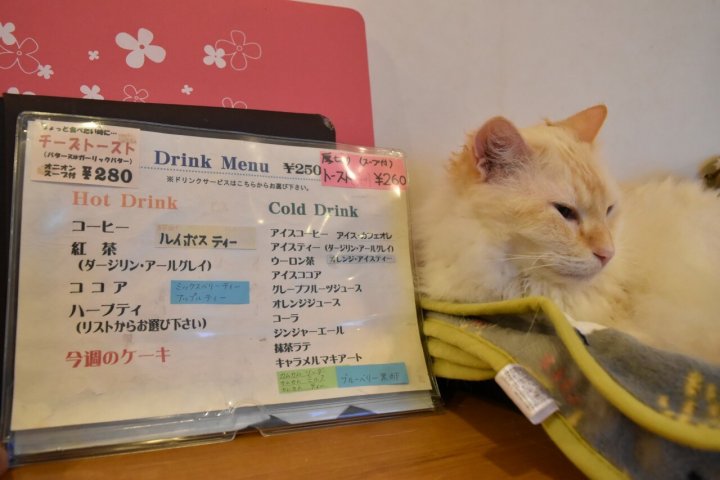 猫カフェ