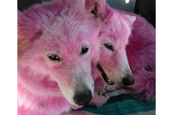 金儲けのために全身ピンクに染められ遺棄された犬が保護