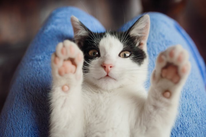 猫 肉球