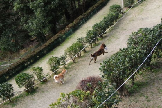 逃げるジュウザとおう柴犬Aちゃん