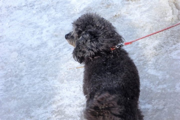 災害救助犬 訓練
