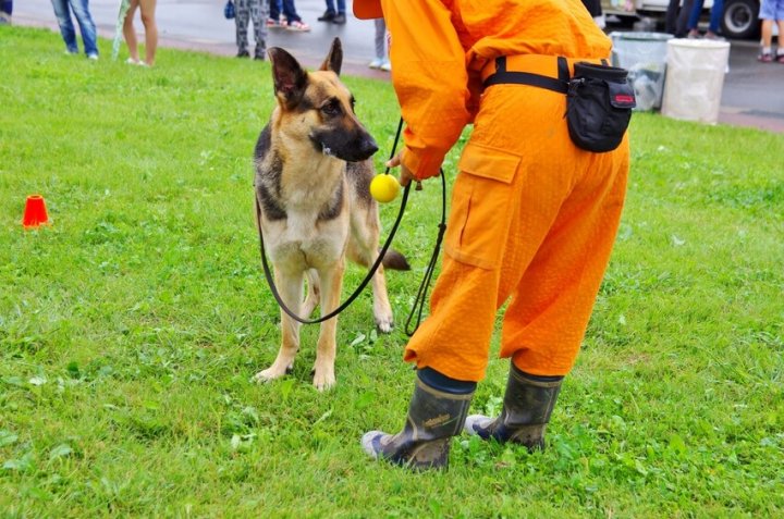 災害救助犬の訓練