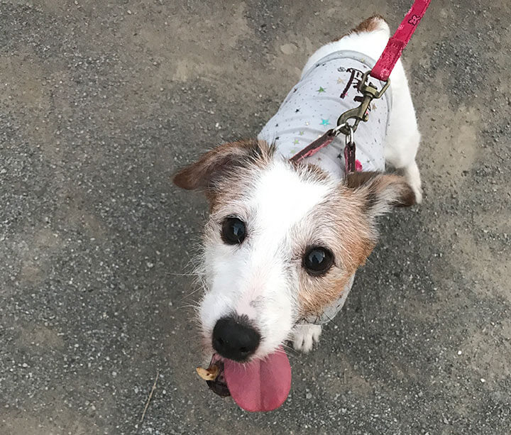 ブルーバッファローを実際にあげていて感じること ファニマル Fanimal